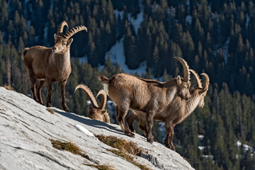 Bouquetin des Alpes ( Capra ibex) mâles en hiver. Alpes. France