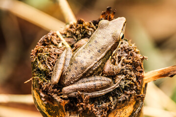 Brown tree frog on tree stump - Powered by Adobe