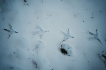 bird footsteps in snow