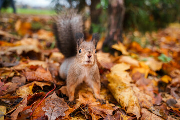 Naklejka na ściany i meble A squirrel in an autumn park with foliage