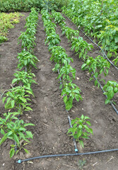 Pepper cultivation using drip irrigation