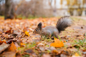 A squirrel in an autumn park with foliage