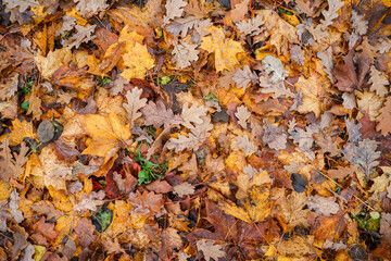 A lot of maple leaves in the autumn park