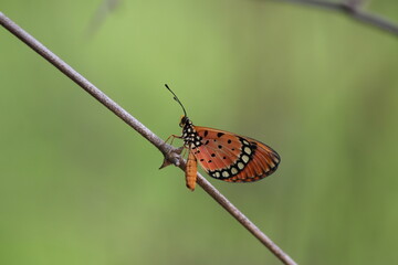Fototapeta premium Vibrant butterfly resting on a green leaf in a colorful and lively summer meadow, showcasing the beauty of nature up close