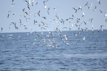 Seagulls and swans gracefully populate the serene waters, showcasing a mesmerizing blend of wildlife by the lake