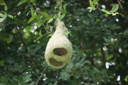 Ripe pear hanging from a branch on a vibrant fruit tree in a lush garden, surrounded by fresh leaves and nature's beauty
