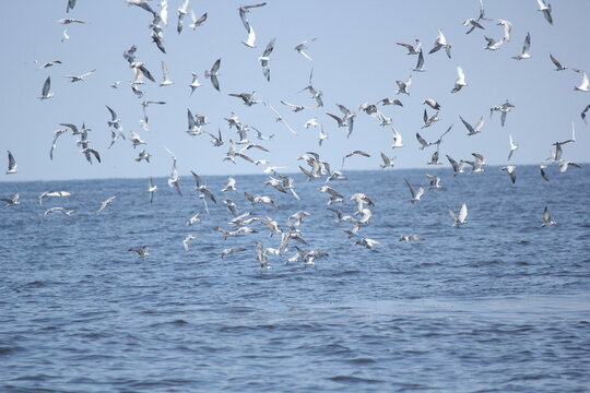 Seagulls and swans gracefully populate the serene waters, showcasing a mesmerizing blend of wildlife by the lake