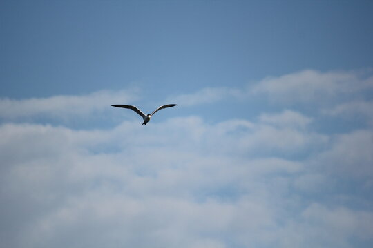 Seagulls Soaring in the Blue Sky Above the Ocean, Embracing Freedom and Nature's Beauty