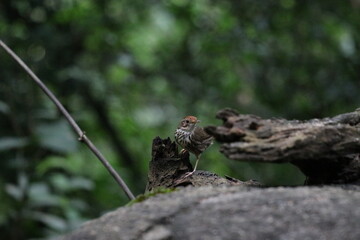 A sparrow rests on a grassy patch beside a tree branch, surrounded by the vibrant hues of nature, while a lizard with green scales and horned features gazes from a closeup perspective