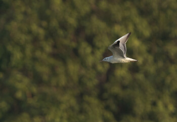 Sender-billed seagull flying at Tubli bay, Bahrain