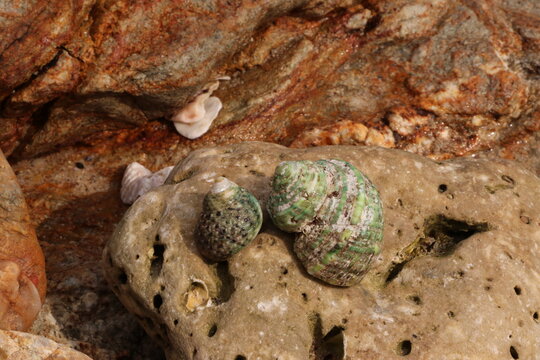 Lizard on Rocky Beach Amidst a Swarm of Ants with Nature's Textures and Patterns in Macro View