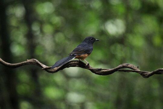 A beautiful bird perched on a tree branch in nature, showcasing its vibrant orange, white, and black feathers against the green backdrop of spring