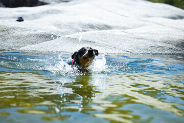 Perro nadando en rio mar. Animal, mascota en agua.