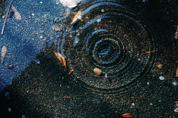 puddle on asphalt with drops of spring raindrops and circles on the water