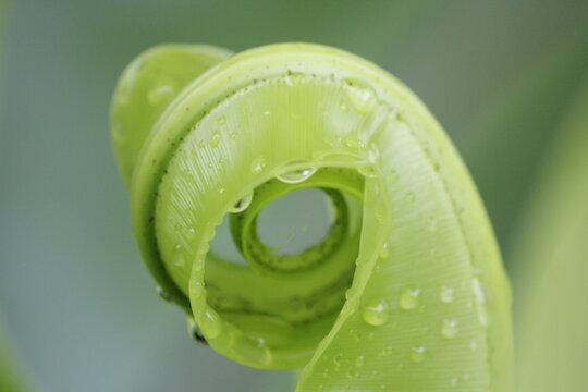 Dew-kissed Green Leaf: Close-up Macro Shot of a Healthy Aloe Vera Plant with Water Drops