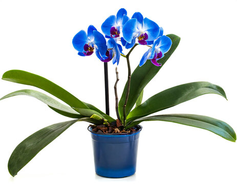 blaue Orchidee im topf isoliert auf wei&szlig;en Hintergrund, Freisteller