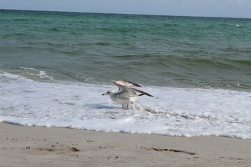 Seagulls on the ocean beach