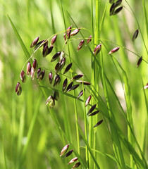 The wild plant melica nutans grows in the forest