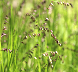 The wild plant melica nutans grows in the forest