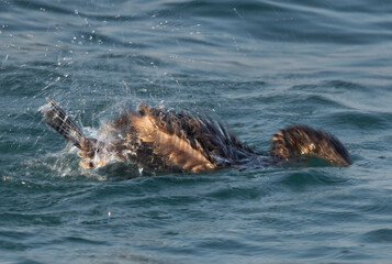 Fototapeta premium A slow shutter motion blur image of Socotra cormorant bathing at Busaiteen coast, Bahrain
