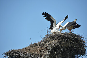 Two white storks. Ciconia. stork. wild bird. stork nest. a pair of birds in the nest. two storks. large wading, white beautiful bird. mating season. concept of love, family. close-up