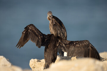 Socotra cormorants fight at Busaiteen coast, Bahrain