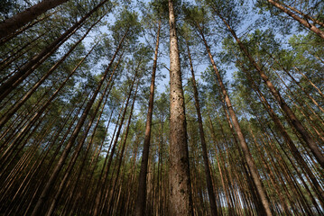 FOREST - Pine landscape in the sunlight