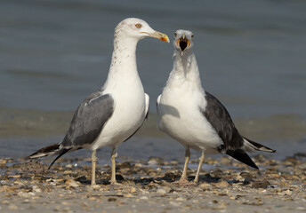 A pair of Lesser Black-backed Gull at Busaiteen coast, Bahrain