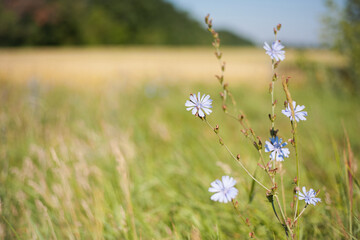Fototapeta premium Chicory. beautiful meadow flower. Blue common chicory flower isolated on light blurred natural background. delicate blue wildflower close-up. nature macro photo. space for text. soft focus