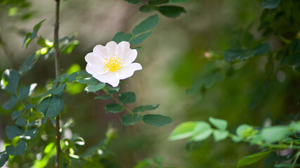 beautiful rosehip flower close up. Rosehip, Rosa canina light pink flowers bloom on the branches, beautiful wild shrub. Rosa woodsii, a variety of rose hips known as woods or indoor rose. text
