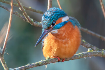 Eisvogel wartet auf Beute