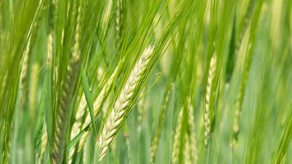 Young Wheat ears illuminated by sunlight. Gorgeous shape of the Wheat spikes. concept of a good harvest in an agricultural field. green spikelets. rye, close-up. green natural background