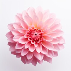 Flower vast in pink color isolated on white background, Pink Dahlia macro flower