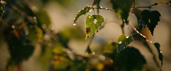 BIRCH LEAVES - Golden autumn in the rays of the sun