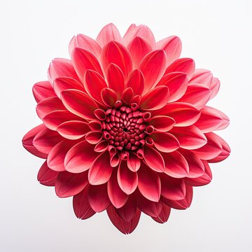 Flower vast in red color isolated on white background, Dalia Flower