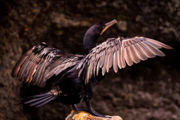 Rio de Janeiro, RJ, Brazil, 01/21/2024 - Neotropic cormorant, Nannopterum brasilianum, bigua, bird...