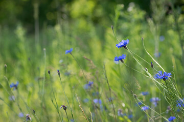 Cornflower, Centaurea cyanus Rare flower of Arable Fields. blue wildflowers, natural floral background. Wild flowers, close-up, blurred background. summer meadow flower, blooms beautifully in blue.