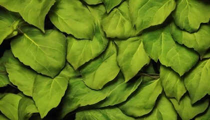 Fototapeta premium green leaves background