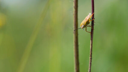 close-up of bug on a green plant. Macro shot of brown nymph Marmorated stink bug Halyomorpha halys. shield bug crawling on a plant on a green background. macro photo of insects in nature