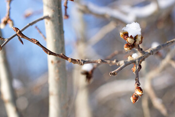 buds in ice. branch in early spring, close-up. buds after the first snow. isolated on natural blurred background. spring season, the last snow on a reviving tree.