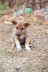 photos with a homeless puppy. little dog. home animal. pet care. redhead homeless puppy. Cute puppy in red color with sad look. veterinary, homeless animal problem, hungry puppy