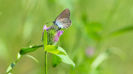 Polyommatus icarus. butterfly on clover flower. Common blue butterfly at rest on red clover flower....