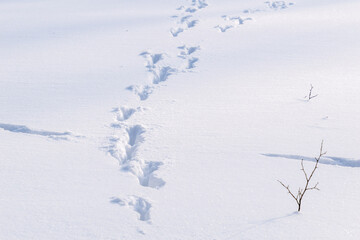 animal footprints in the snow