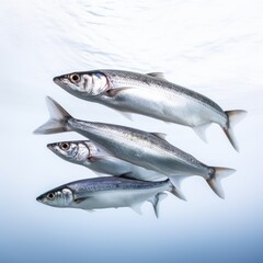 Herring fish in lake water