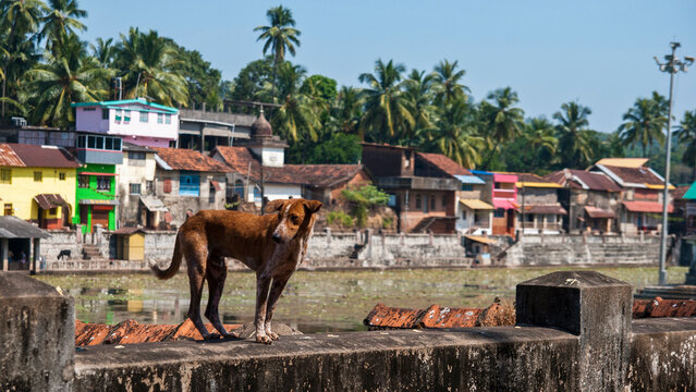 The indian dog on the roof at the village