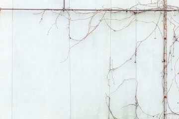 Obraz premium White wall of a house with climbing faded plants. Background. Space for text.
