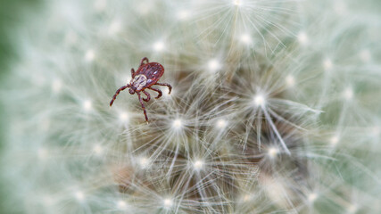 mite. Acari sitting on a dandelion. Ixoid mite in macro focus on a white fluffy dandelion. macro photo of insect, parasite. spreads infectious diseases. tick isolated on white. close-up, macro