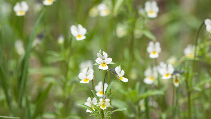 Viola arvensis. field violet grows in the meadow. small delicate white-yellow flower on a green...