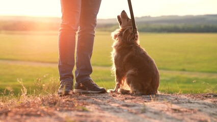 Ginger cocker spaniel dog sniffs ground walking with owner at orange sunset light owner walks...