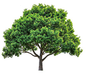 Fototapeta na wymiar high quality tree PNG transparent, generative AI 